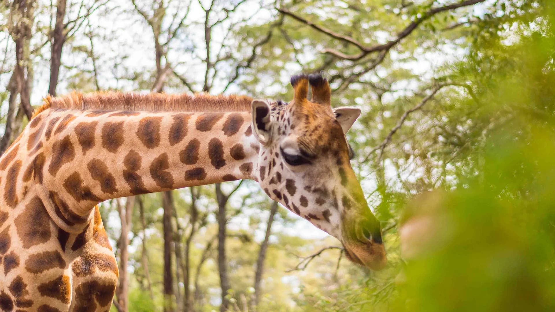 Close view of a giraffe feeding on leaves