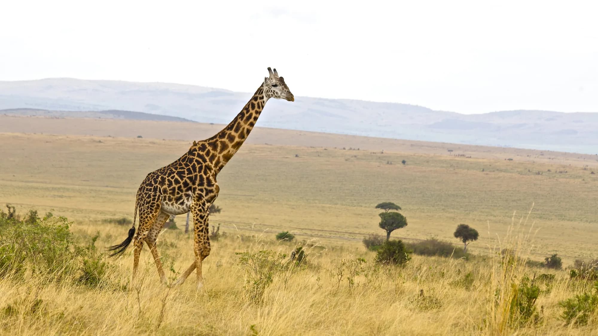 Giraffe walking across golden grassland