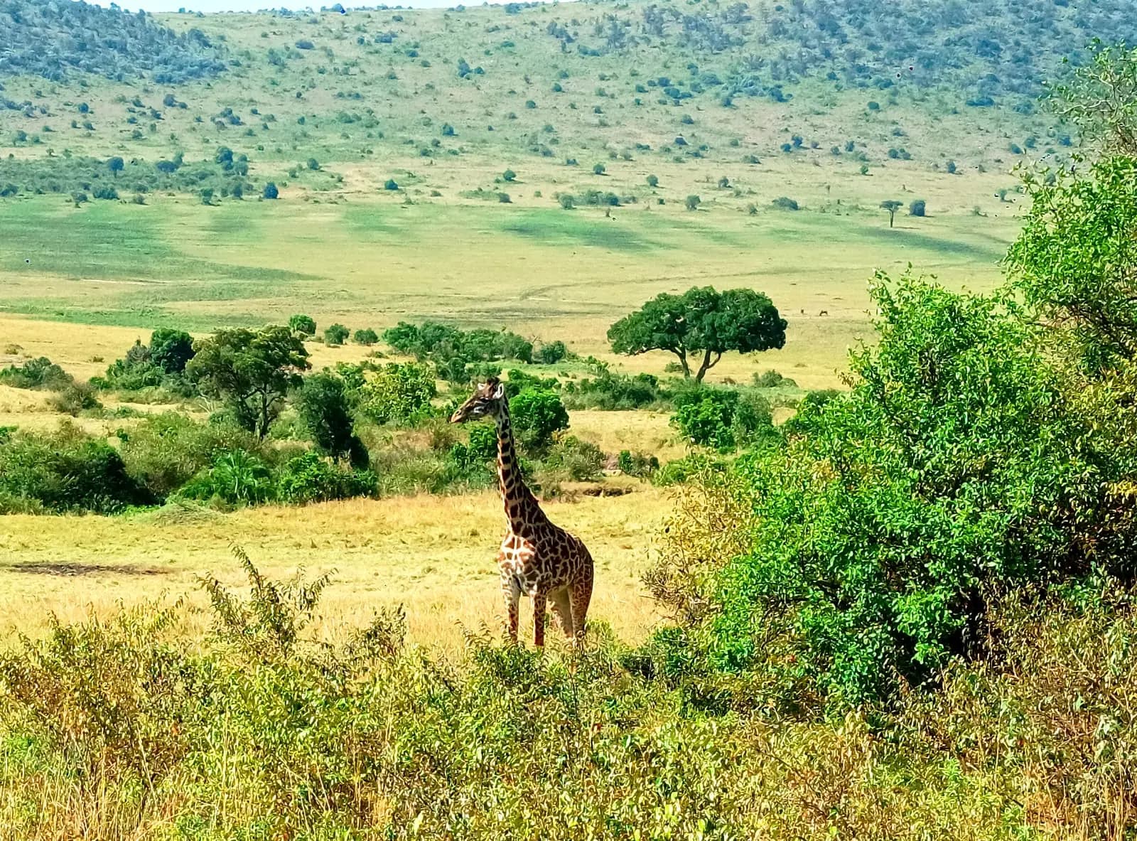 Giraffe in a green valley with hills behind
