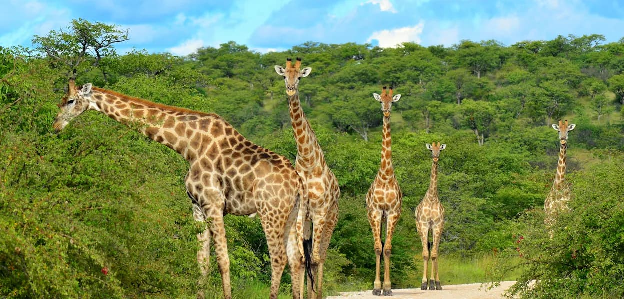 Several giraffes standing in green bush