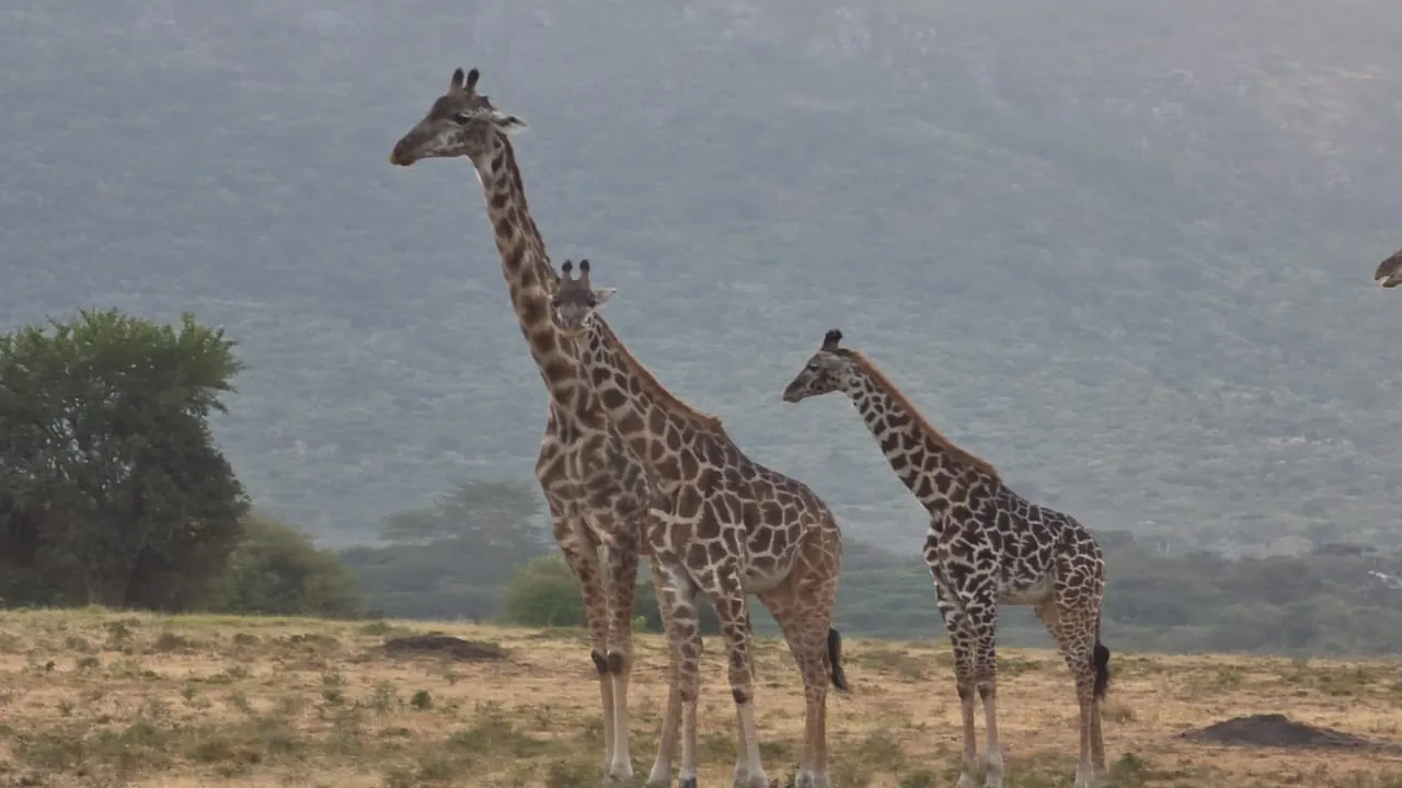 Two giraffes standing in grassland with misty hills behind