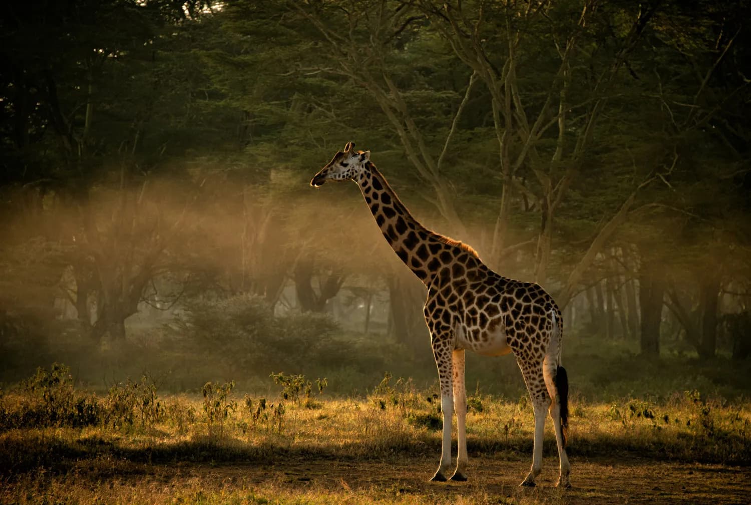 Giraffe standing in misty woodland