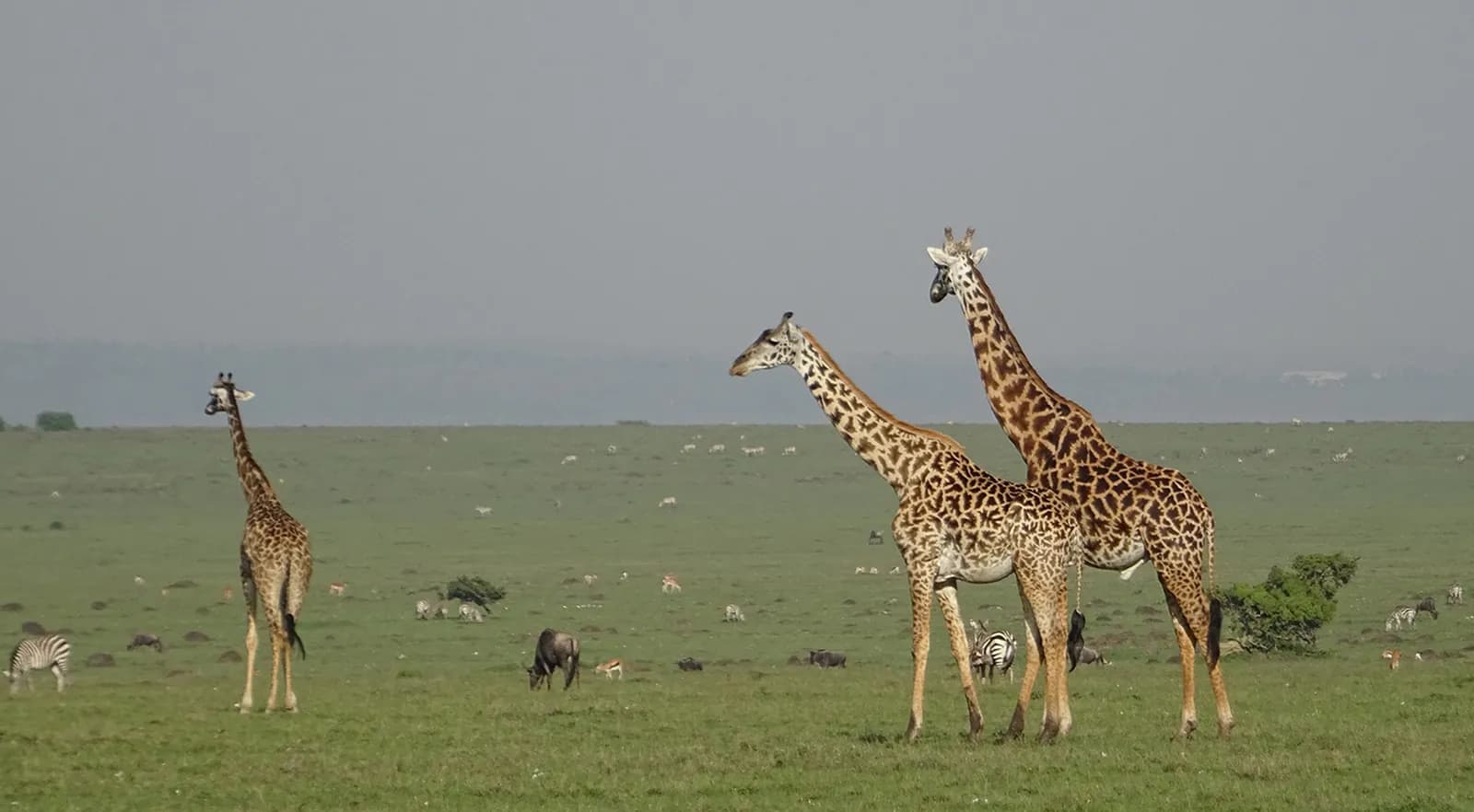 Giraffes on green plains with zebras grazing behind