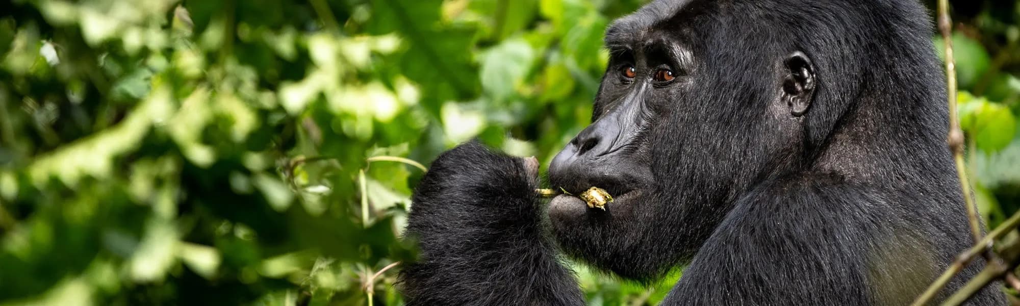Mountain gorilla feeding on leaves
