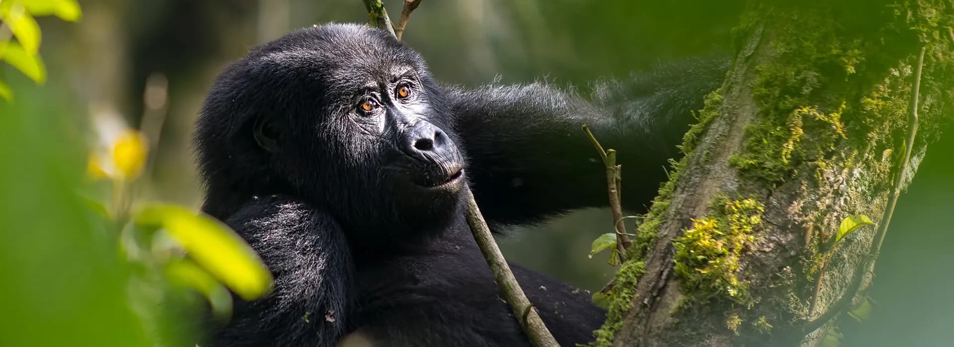 Mountain gorilla sitting among forest foliage