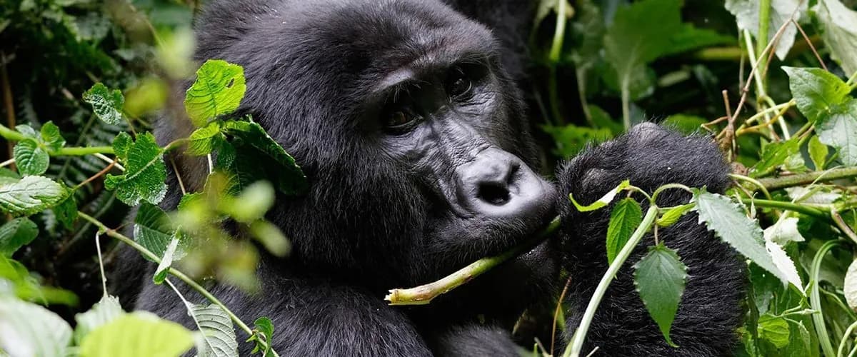 Mountain gorilla chewing leaves in the forest