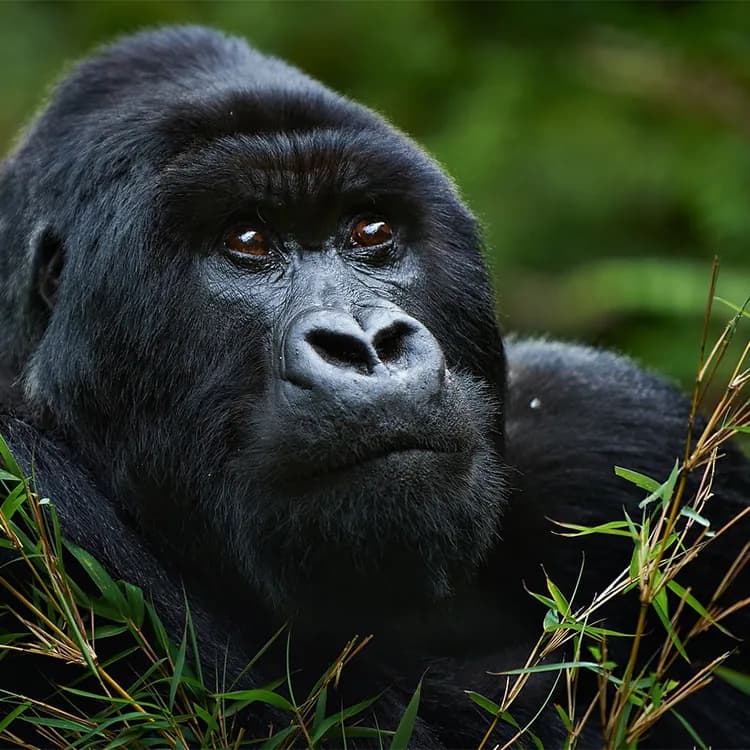Portrait of a mountain gorilla in thick vegetation