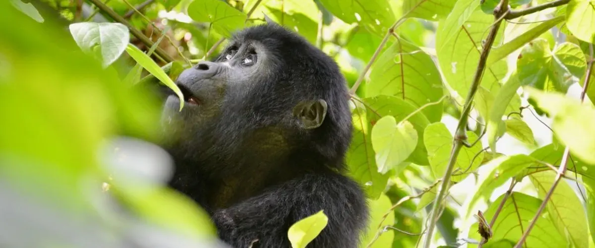 Young gorilla sitting among bright green leaves