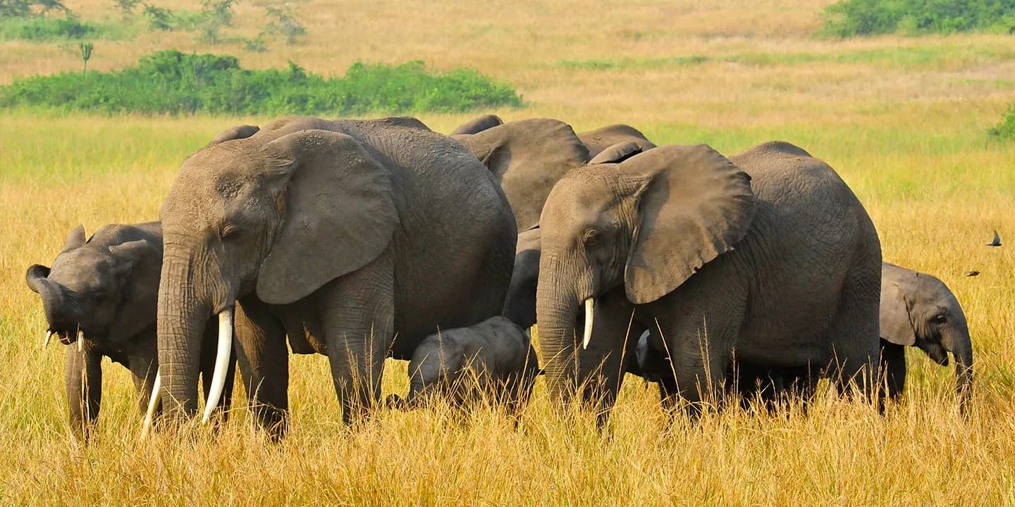 Elephant family grazing on lush green savannah