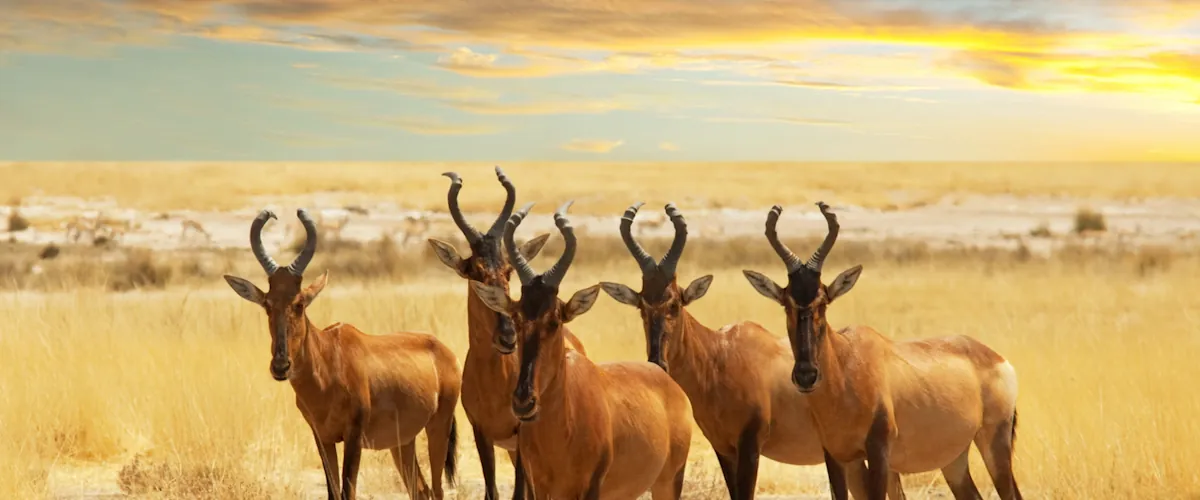 Four hartebeest standing in golden grass under a sunset sky