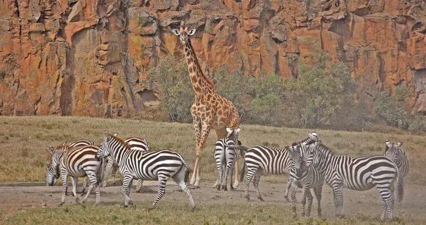 Giraffe and zebras below tall rock cliffs