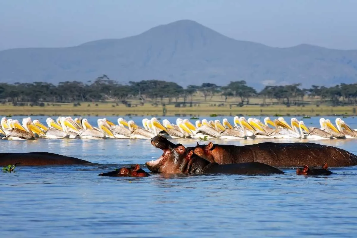 Hippos and pelicans in shallow lake water