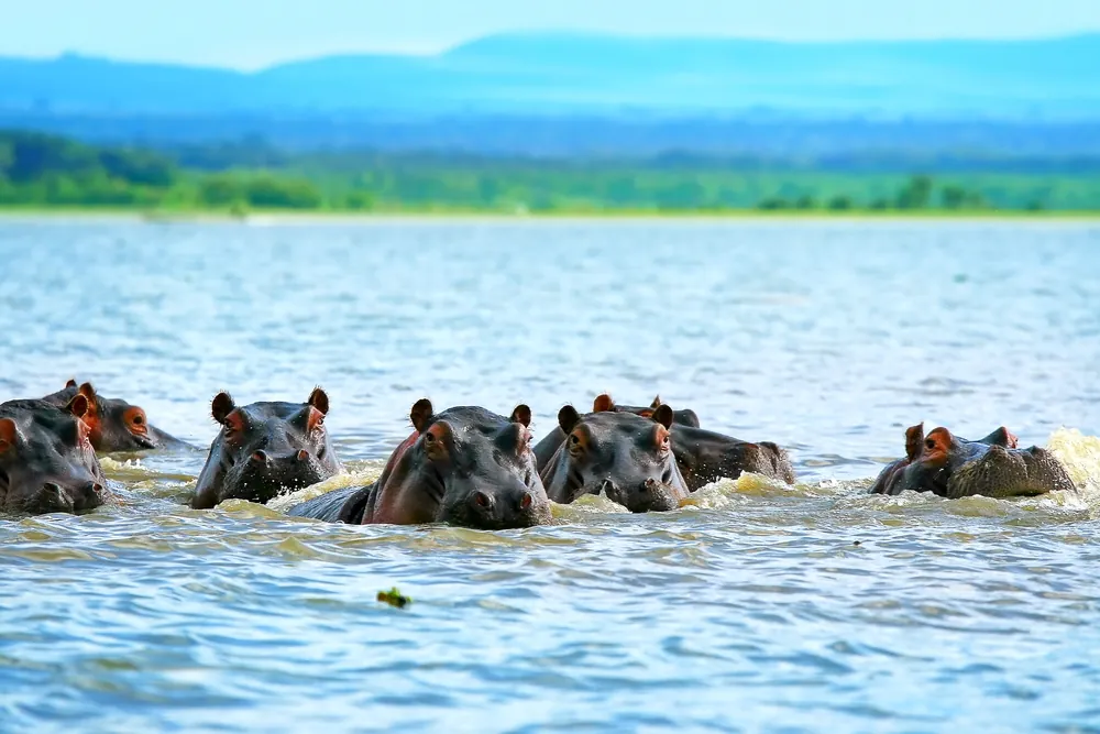 Hippo pod resting in a lake