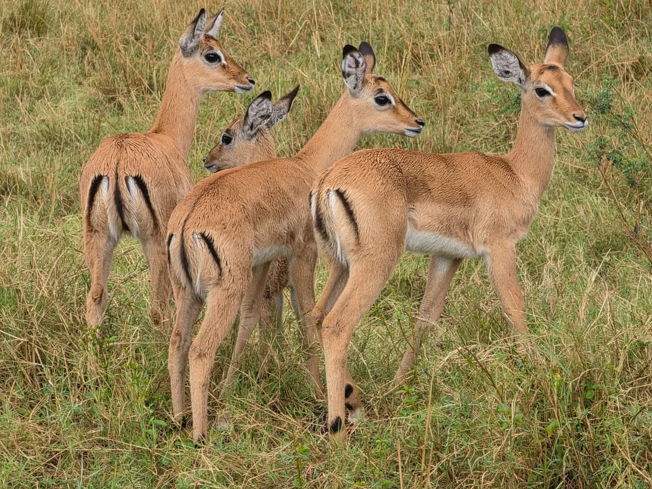 Young impala standing in tall grass