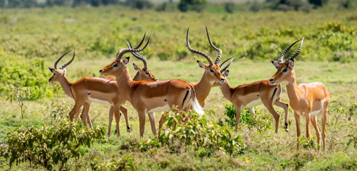 Impala herd in lush green grass