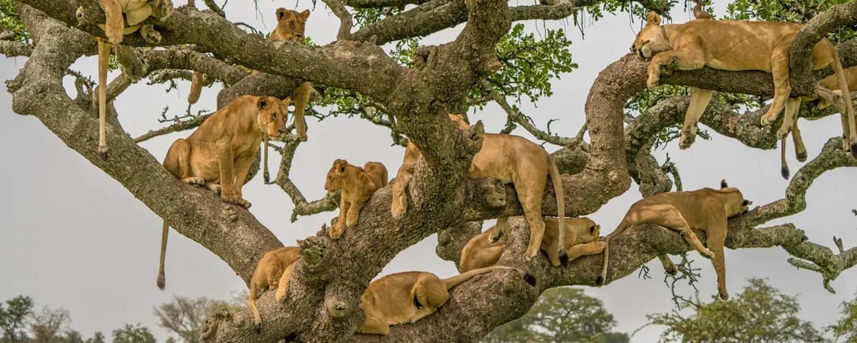 Lions draped over the branches of a tree