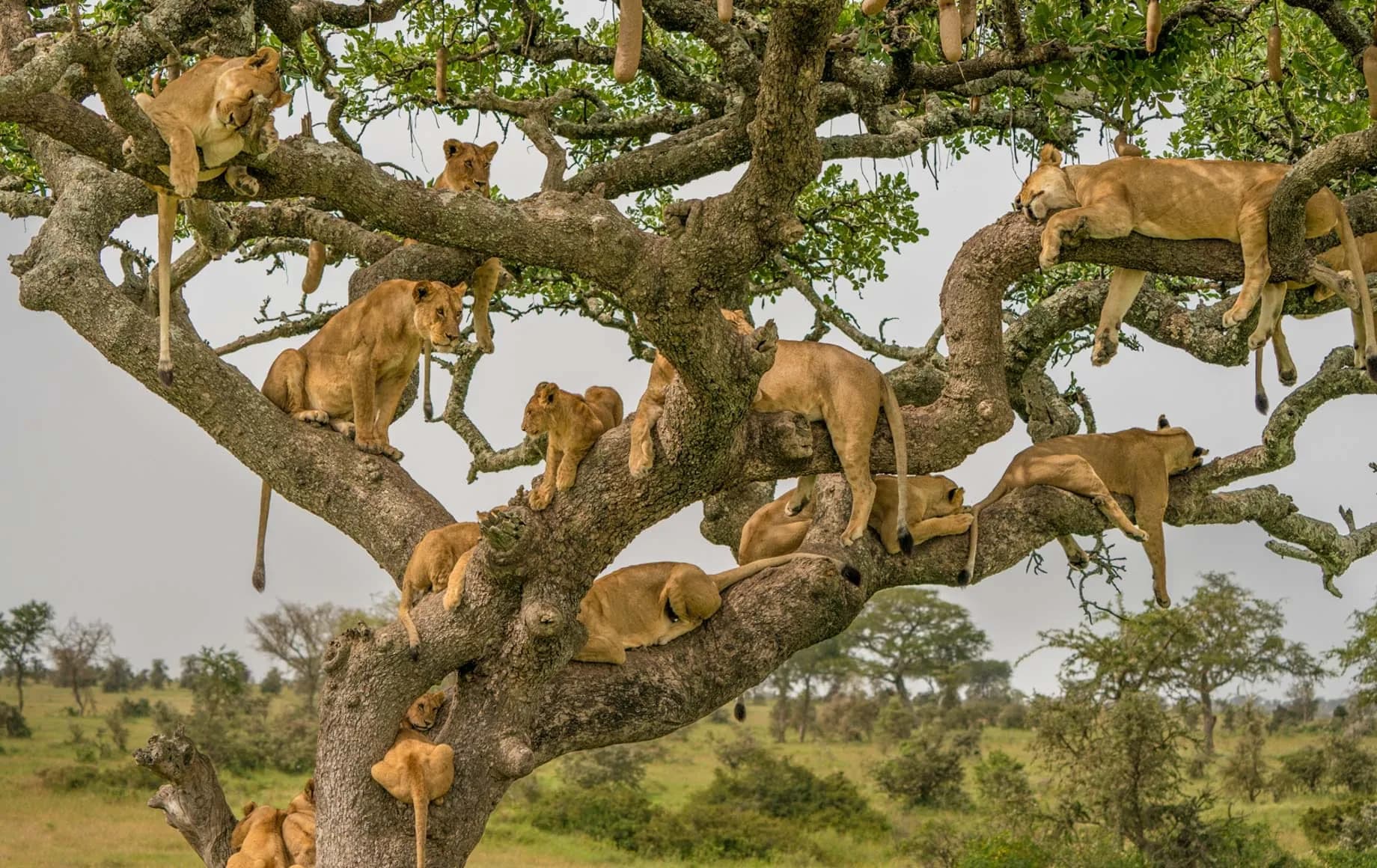 Lion pride resting in the branches of a large tree