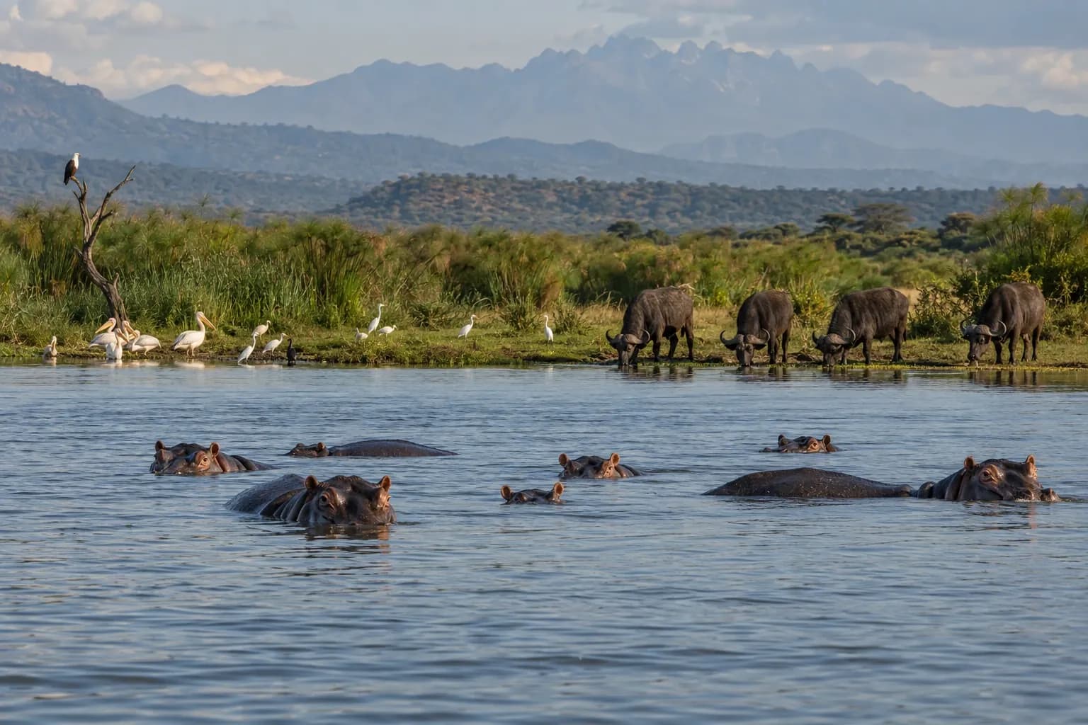 Hippos and buffalo along the Kazinga Channel in Queen Elizabeth National Park