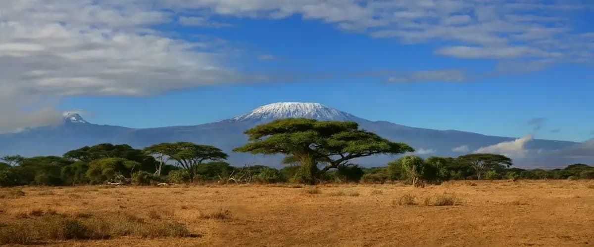 Flat-topped acacia with Kilimanjaro in the background