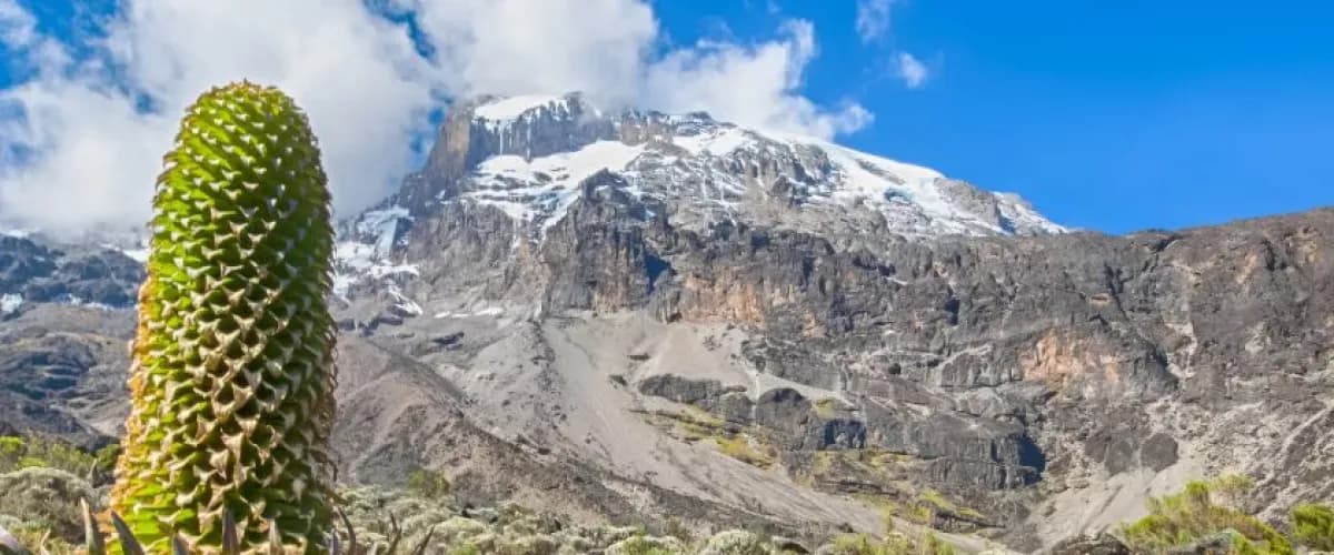 Giant lobelia with Kilimanjaro's slopes behind
