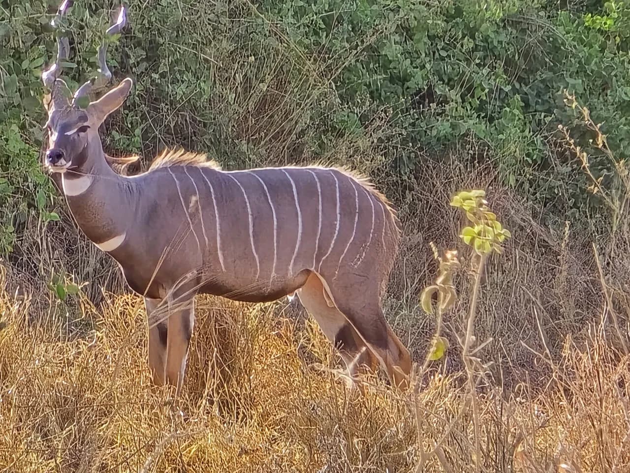 Kudu with white body stripes standing in bushland