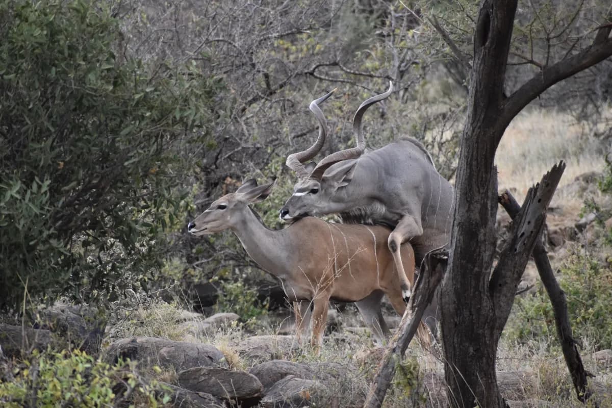 Kudu among rocks and bush