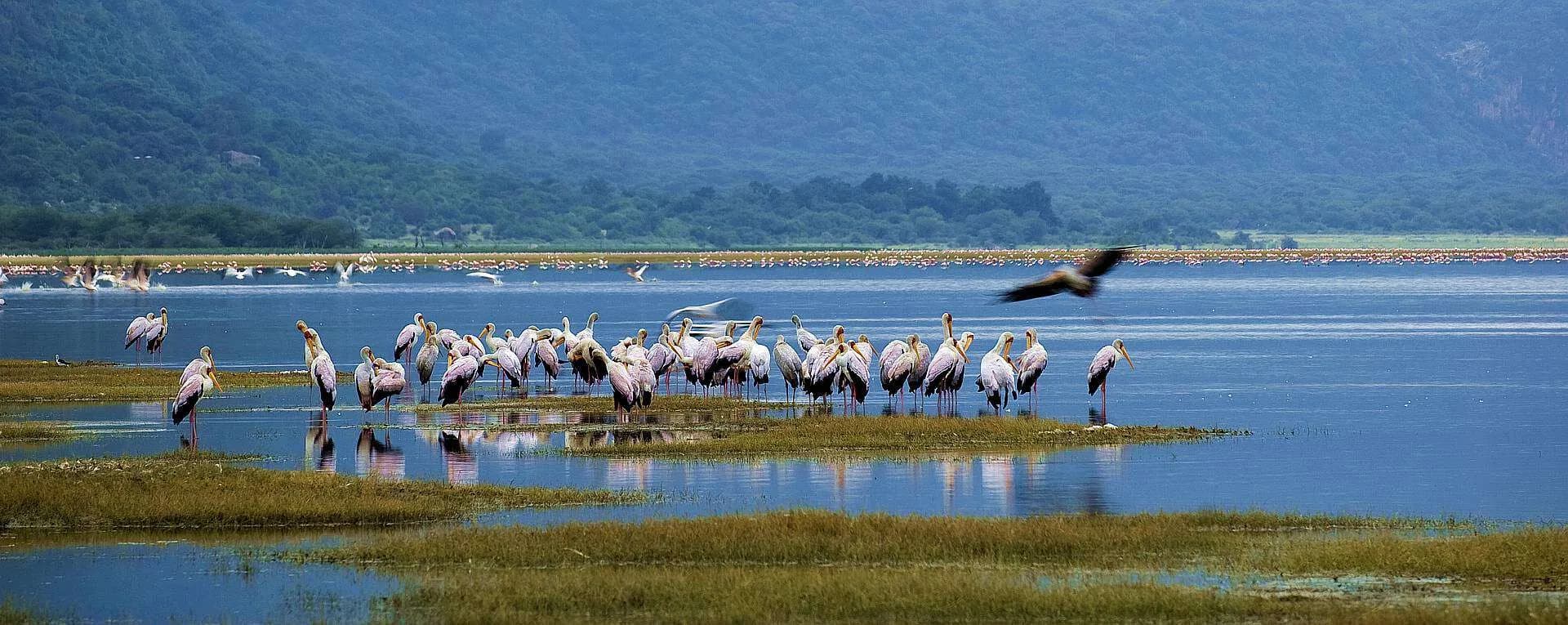 Waterbirds on a calm lake with hills behind