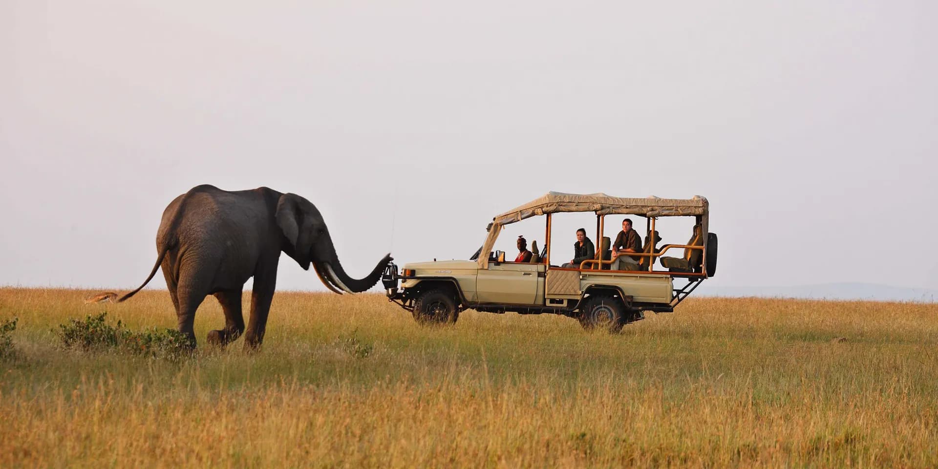 Purpose-built 4×4 Toyota Land Cruiser beside an elephant on the Maasai Mara plains