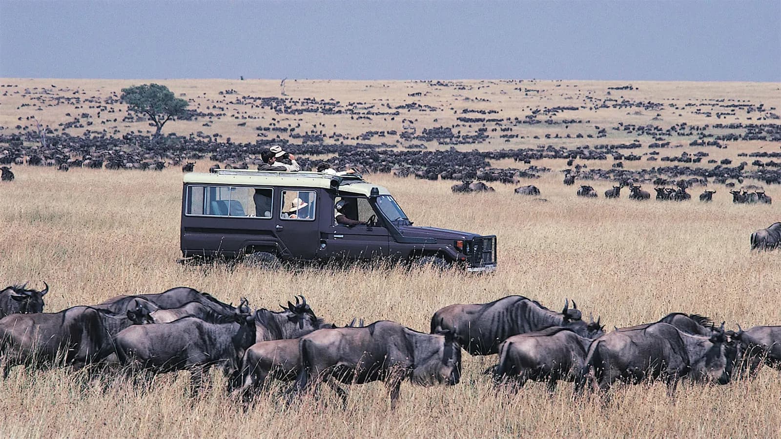 Purpose-built 4×4 Toyota Land Cruiser among a large wildebeest herd