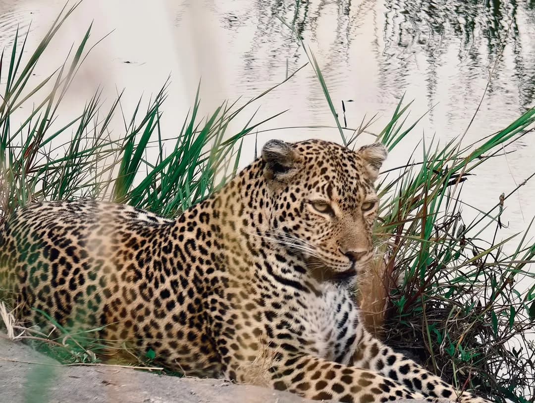 Leopard resting among tall grass and reeds