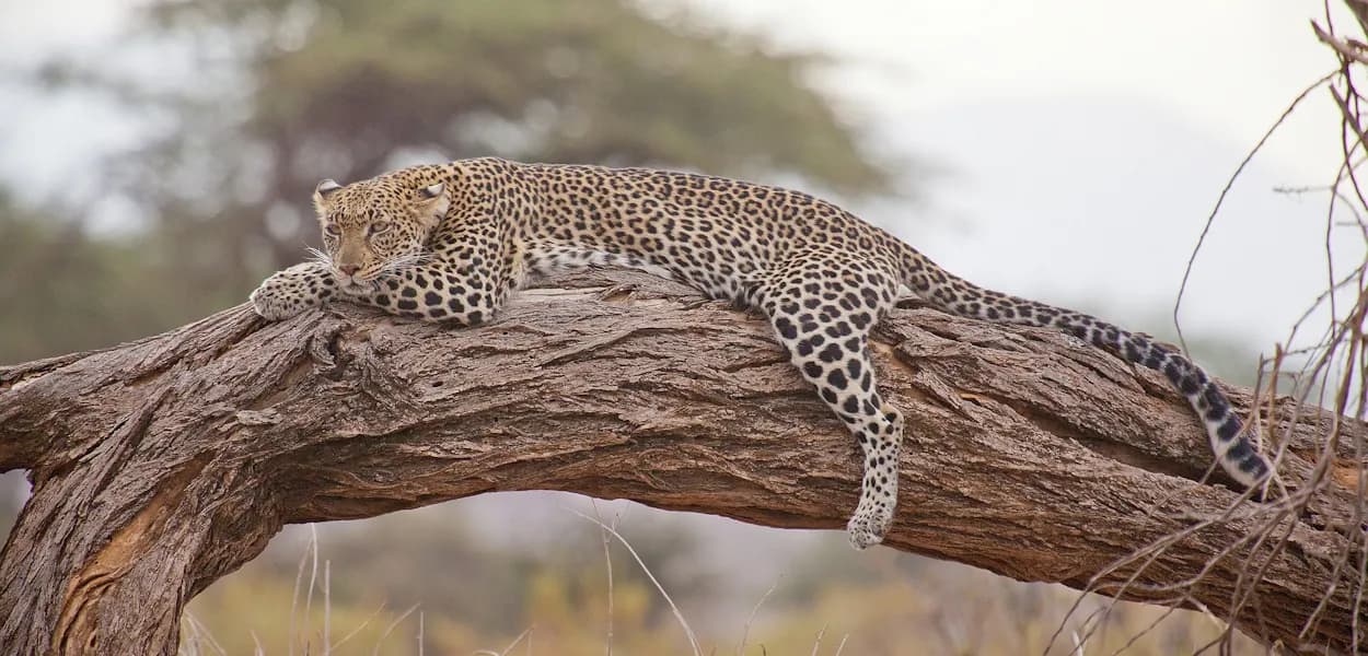 Leopard draped over a fallen log