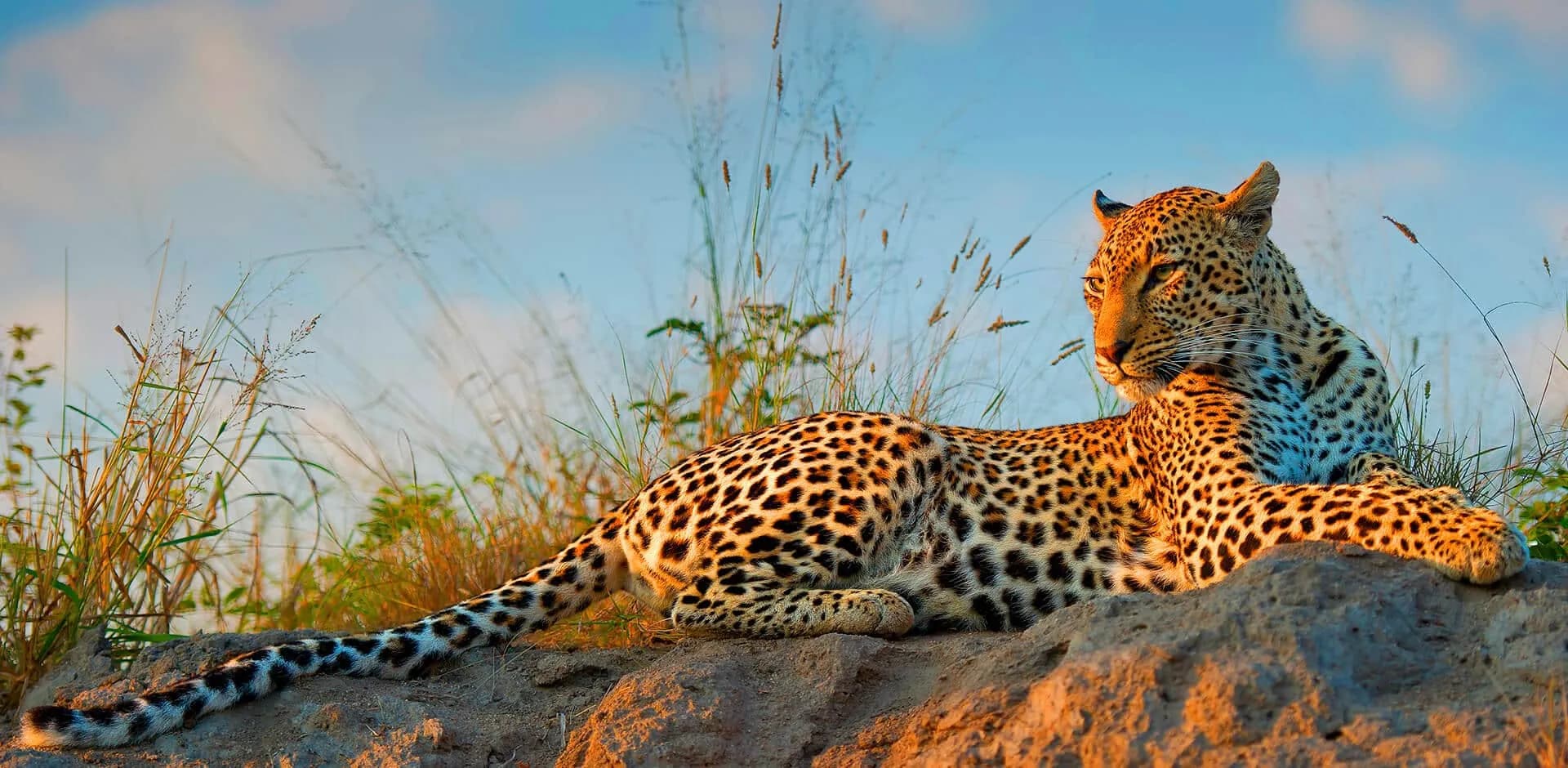 Leopard lying on a rock at sunset