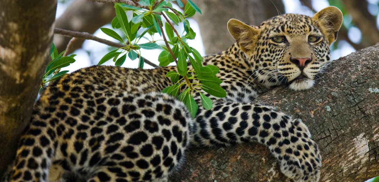 Leopard resting among leaves in a tree