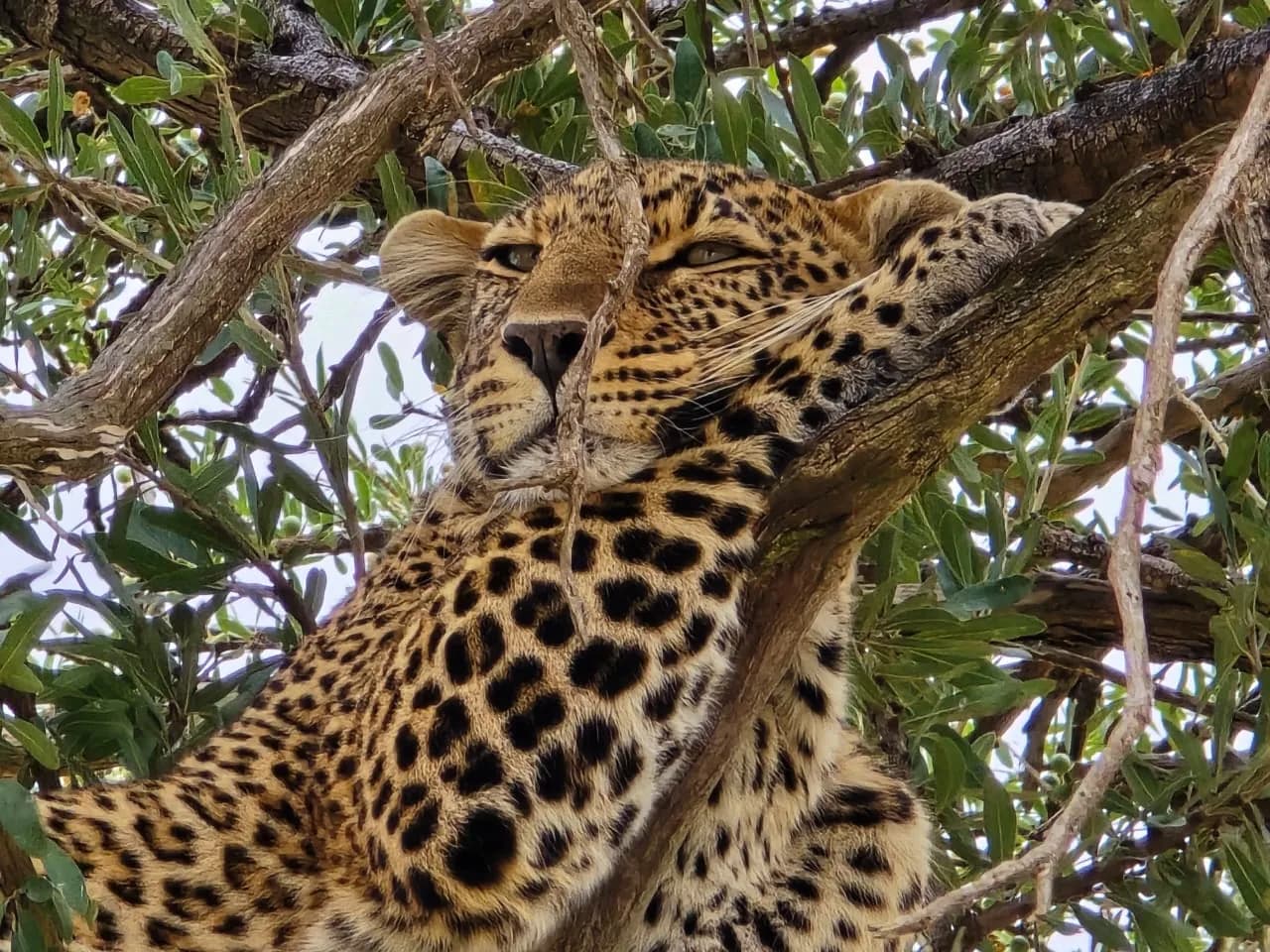 Leopard sleeping in the fork of a tree