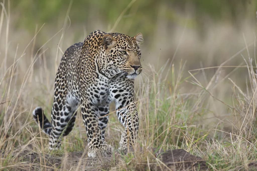 Leopard walking through grass