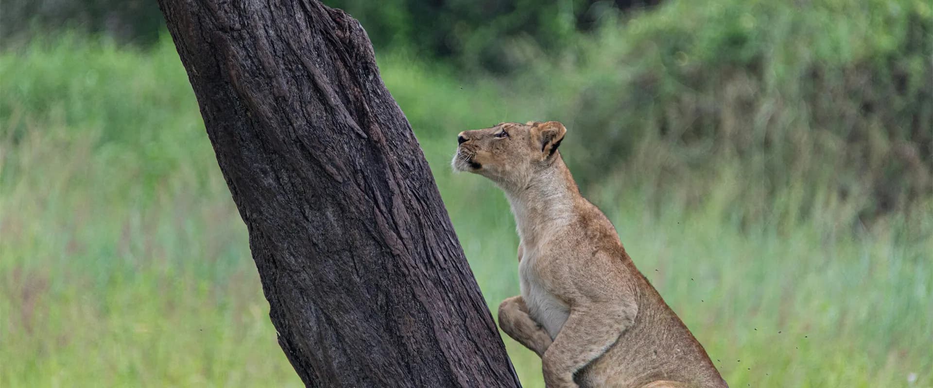 Lion cub climbing a tree trunk