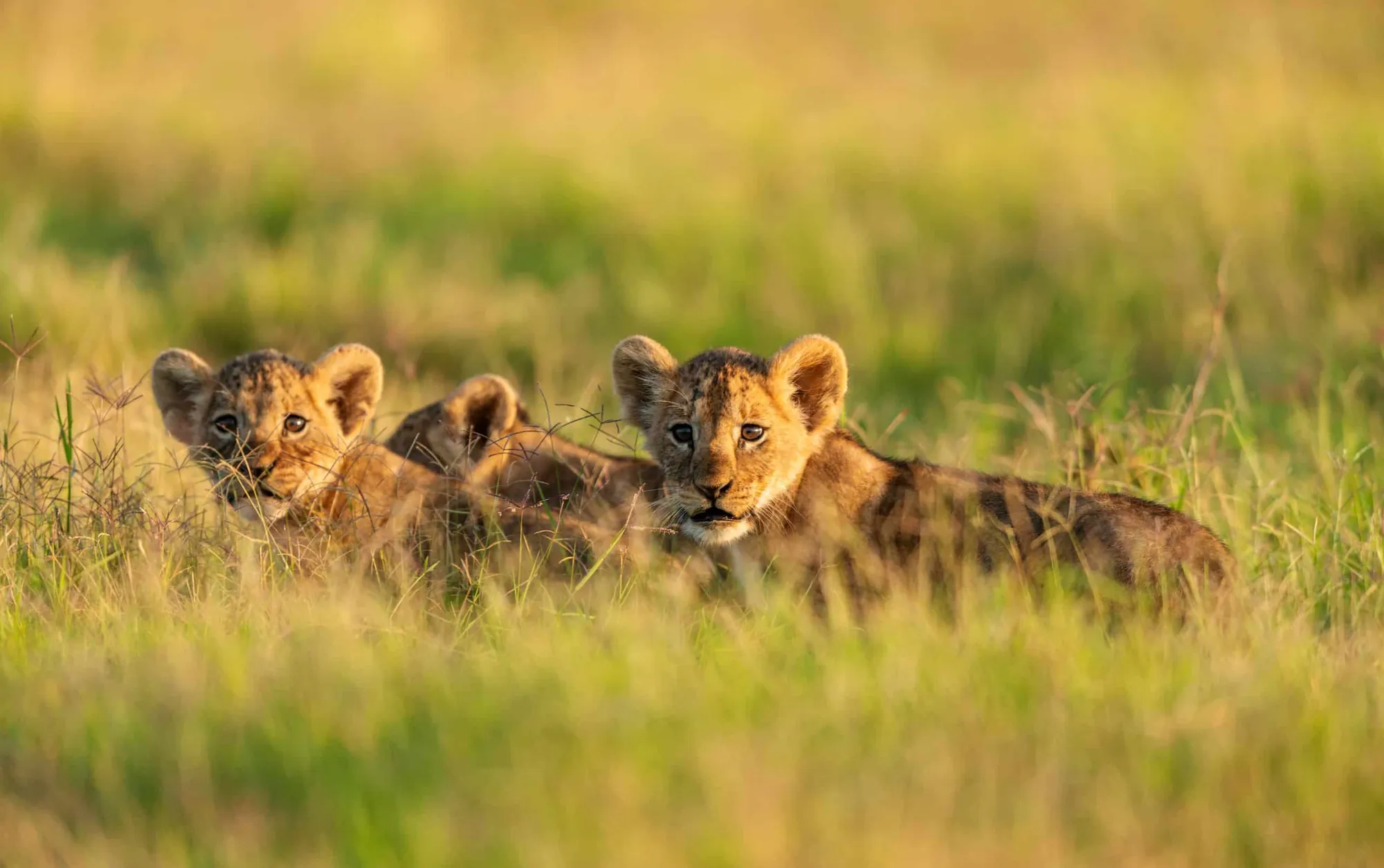 Lion cubs resting together in long grass