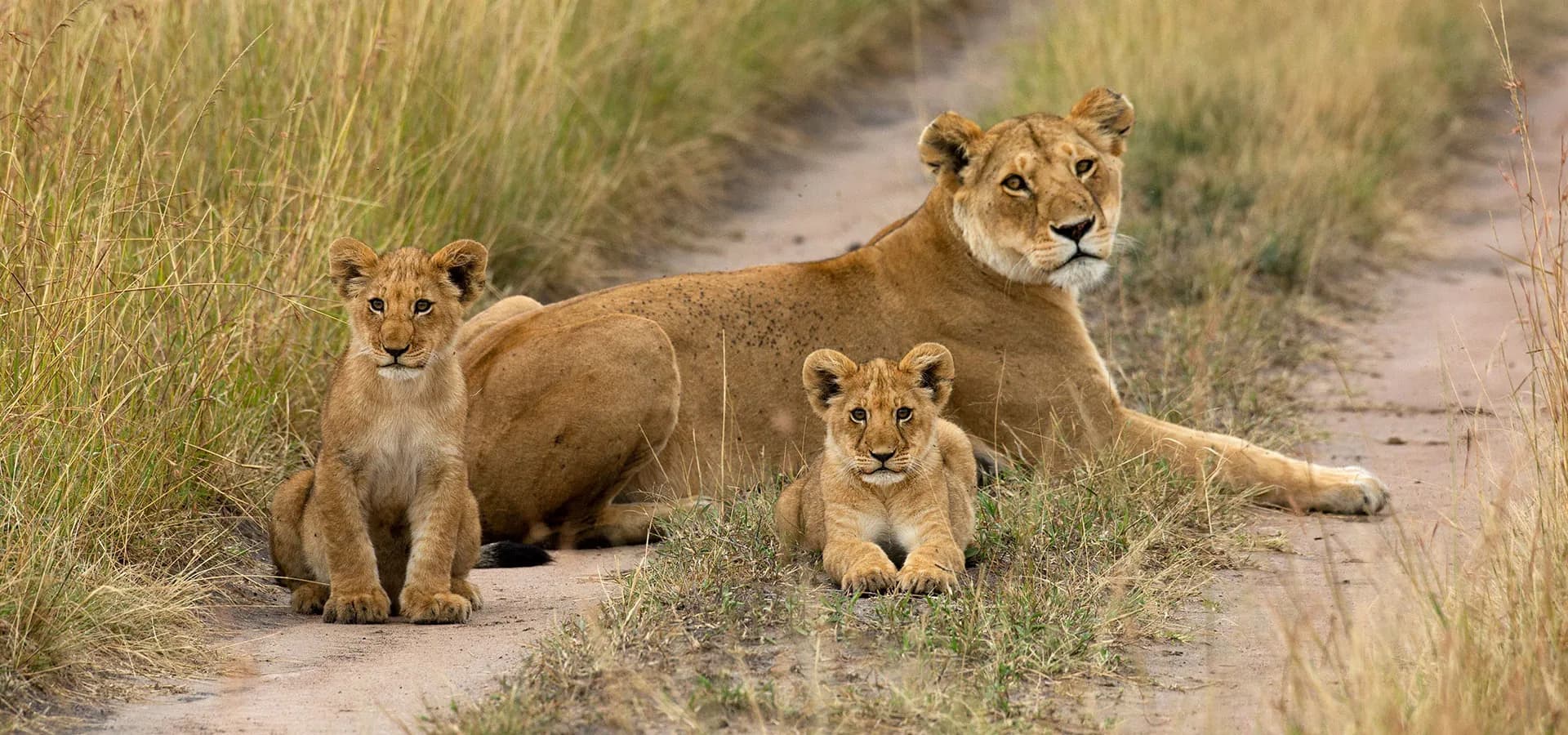 Lioness resting with two cubs beside a dirt track