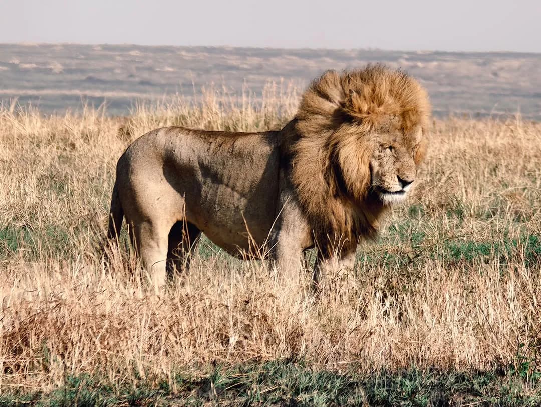 Male lion standing in dry golden grass
