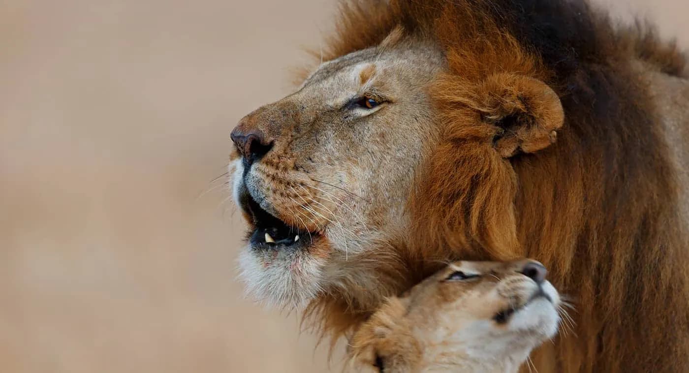 Male lion and lioness pressed close together