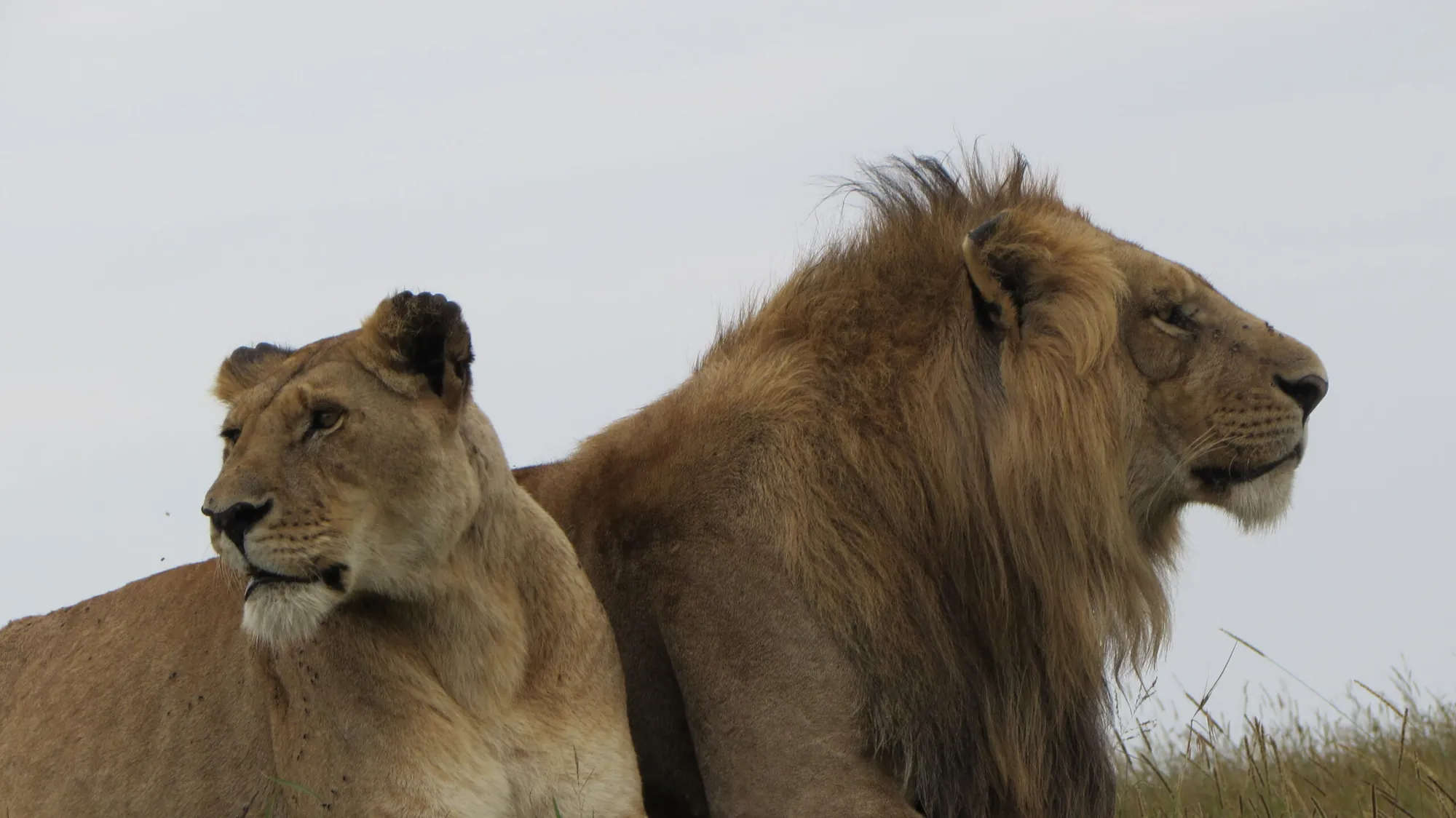 Male lion and lioness resting side by side