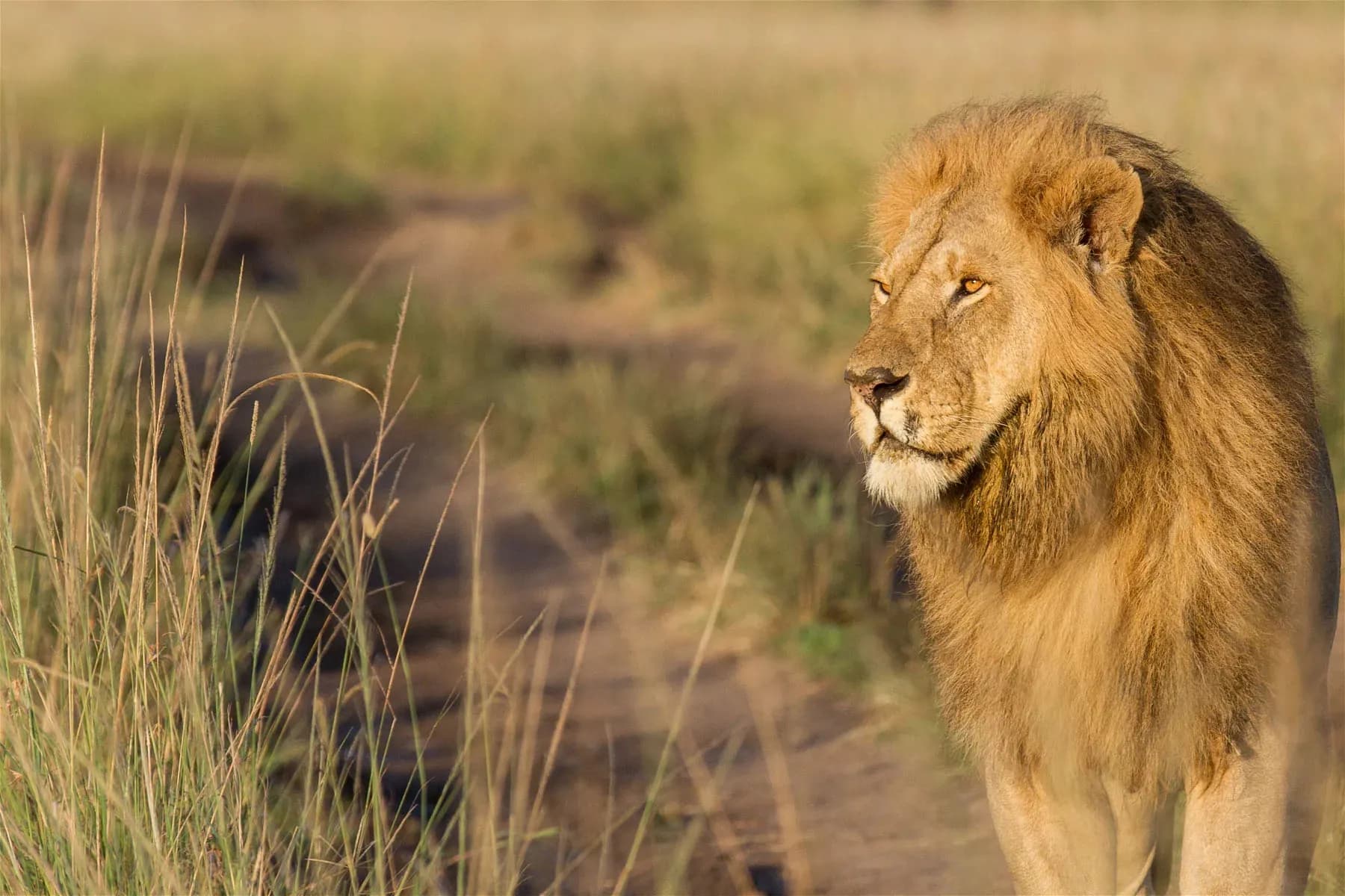 Male lion standing beside a grassy track