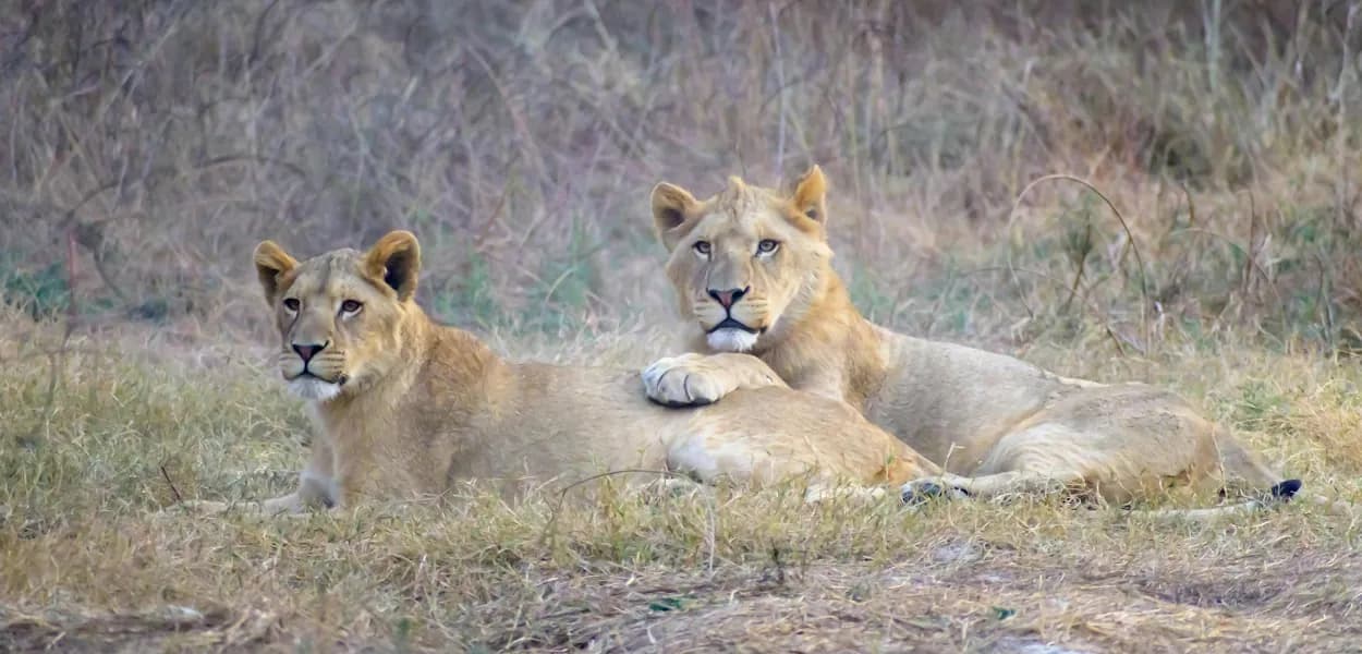 Two young lions resting in dry grass