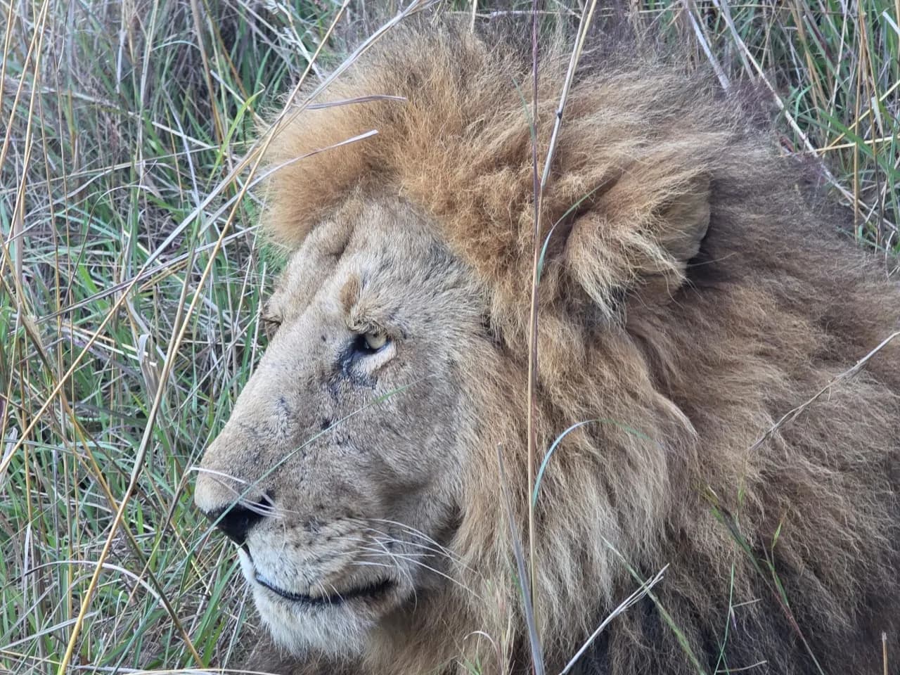 Close profile of a male lion's mane in long grass