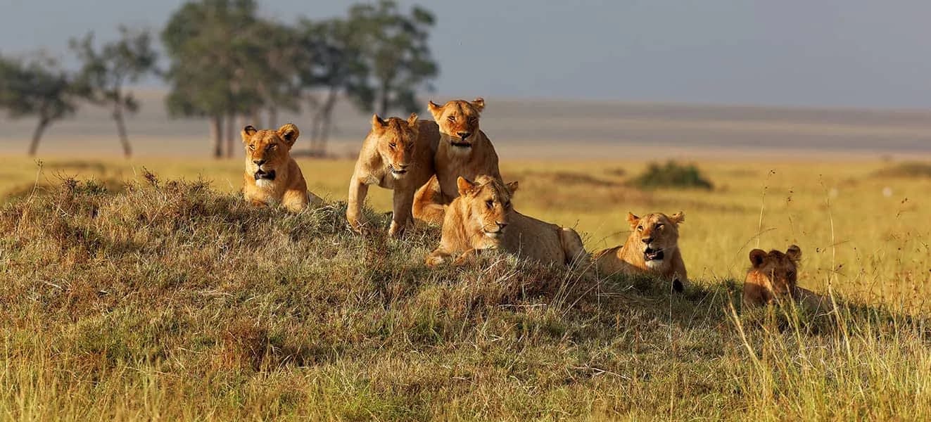 Lionesses and cubs resting on a grassy mound