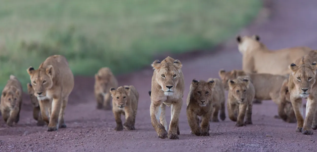 Lionesses and cubs walking along a dirt track