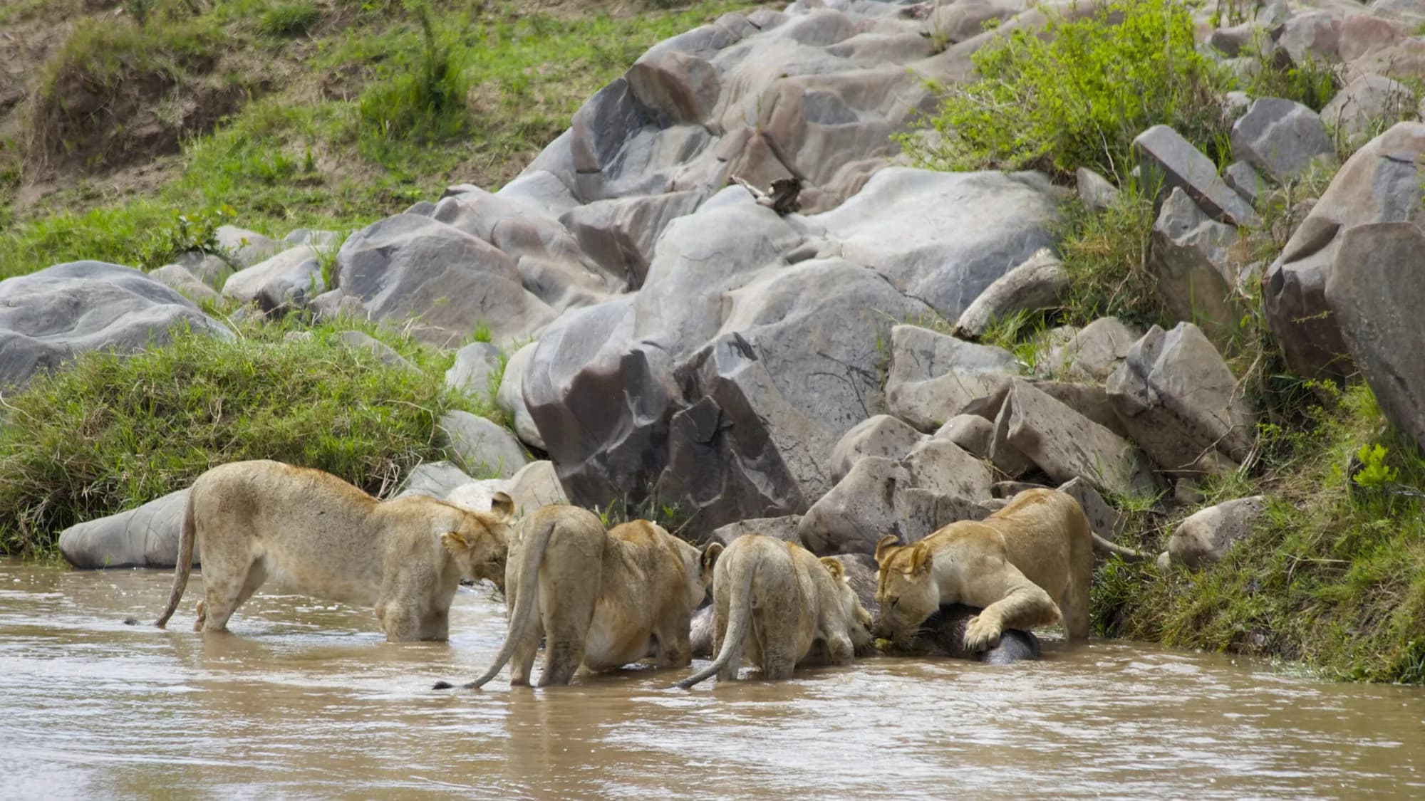 Lions drinking from a rocky river