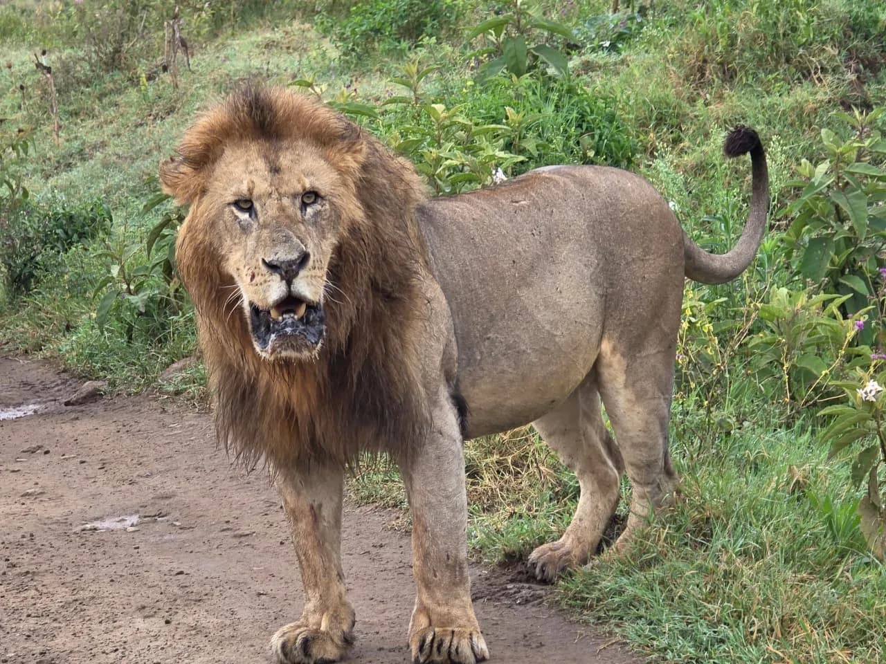 Male lion standing on a dirt track