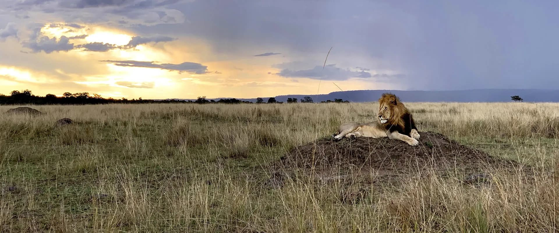 Lion resting on a termite mound under a stormy sky