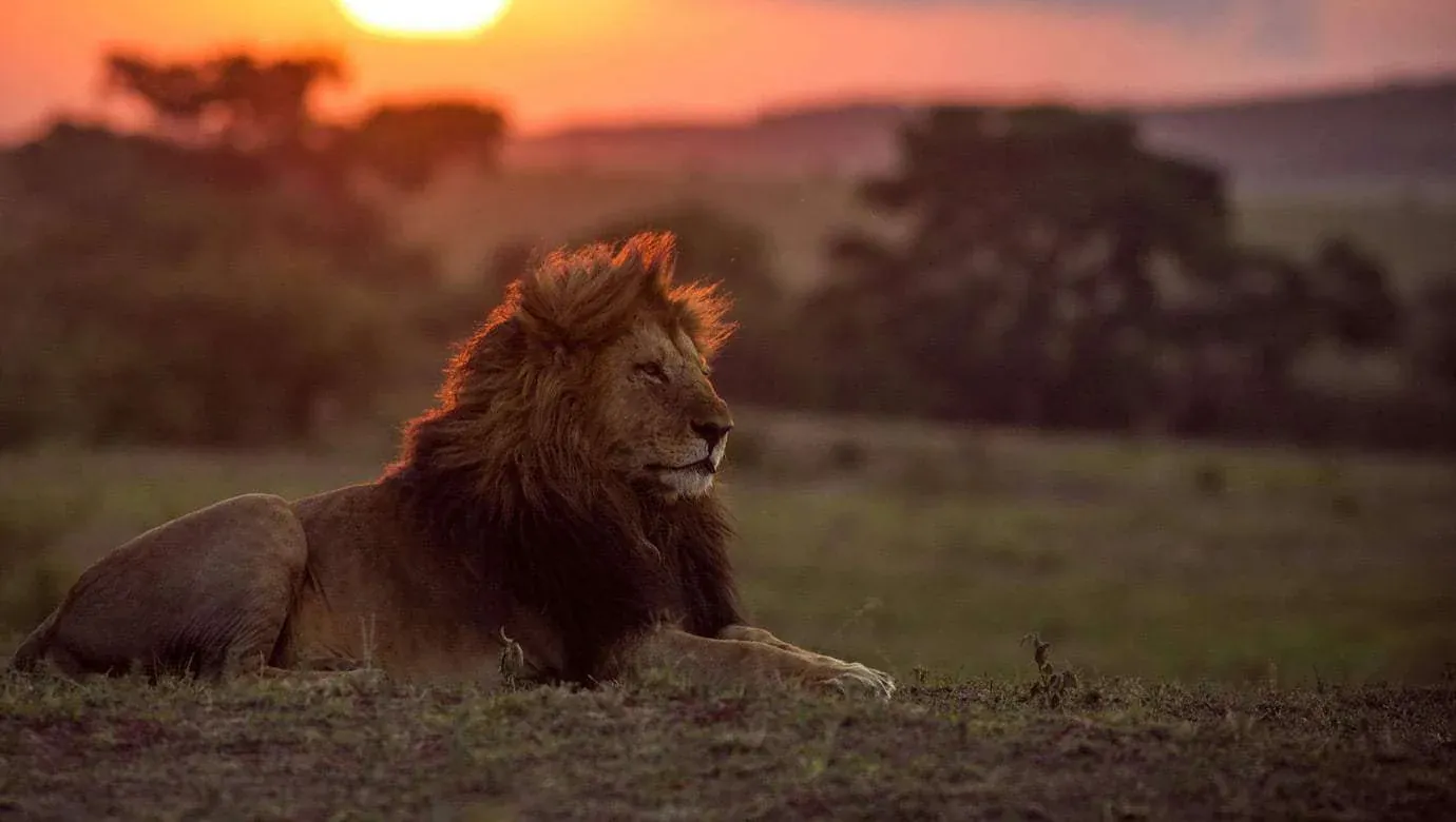 Lion lying in grass as the sun sets behind trees